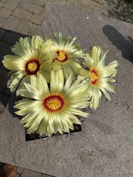 Astrophytum capricorne nudum